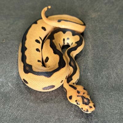 animal image