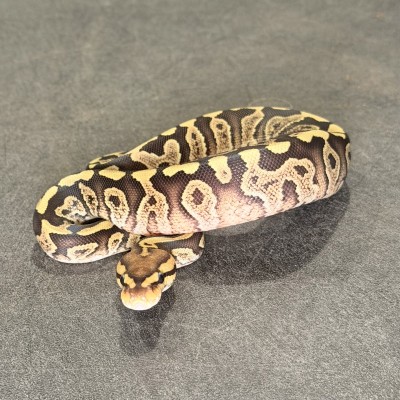 animal image