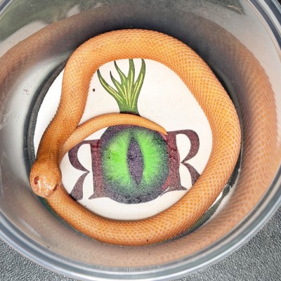 animal image