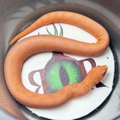 animal image