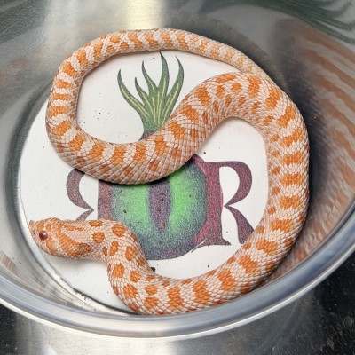 animal image