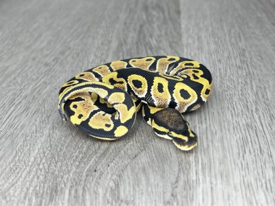 animal image