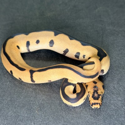 animal image
