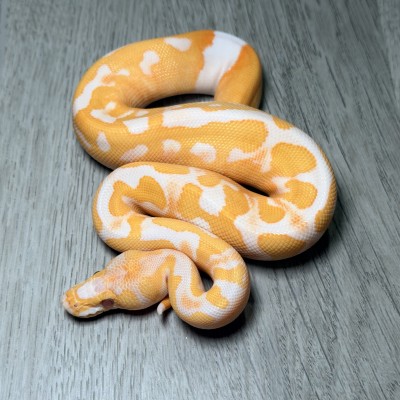 animal image