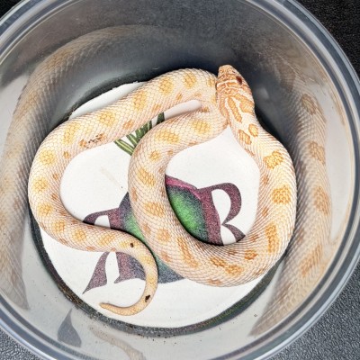 animal image