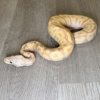 animal image