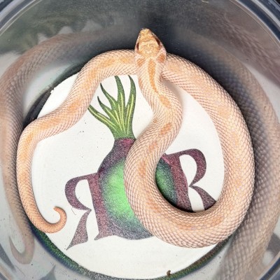animal image
