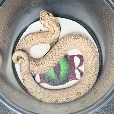 animal image