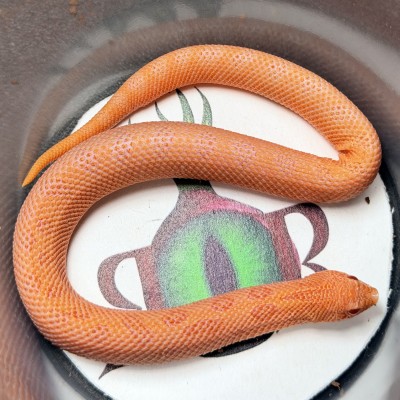 animal image