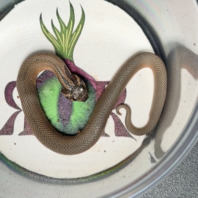 animal image