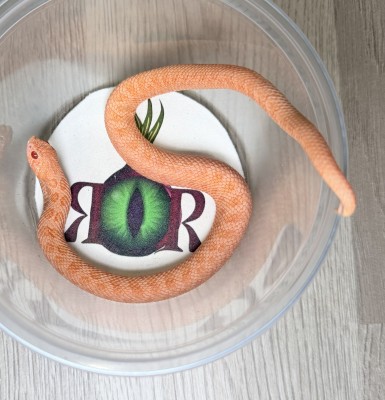 animal image