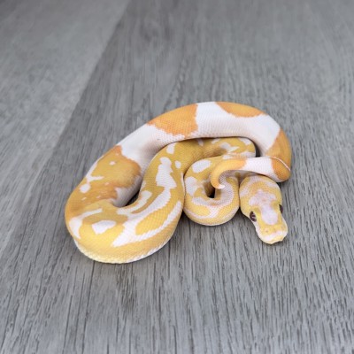 animal image