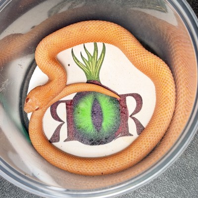 animal image