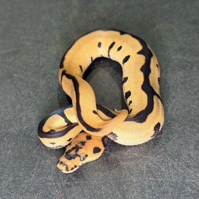 animal image