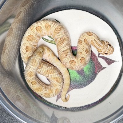 animal image