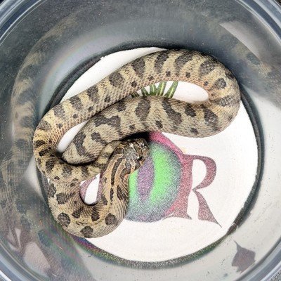 animal image