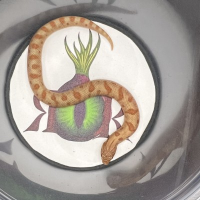 animal image