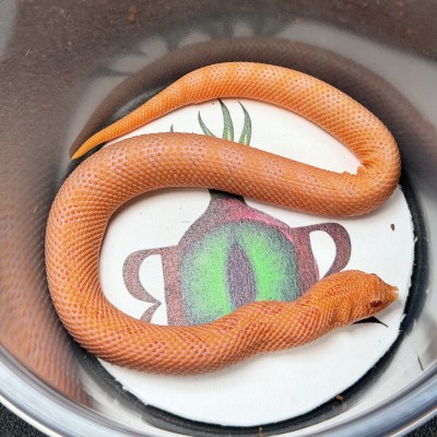 animal image