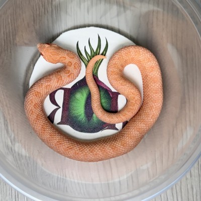 animal image