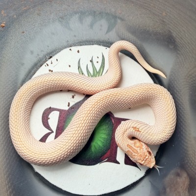 animal image