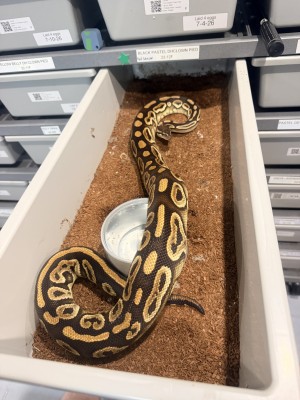 animal image
