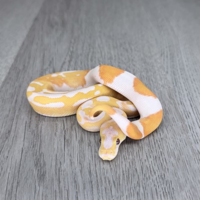 animal image
