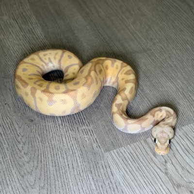 animal image