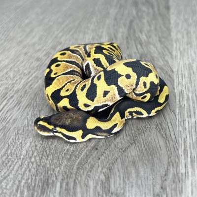 animal image