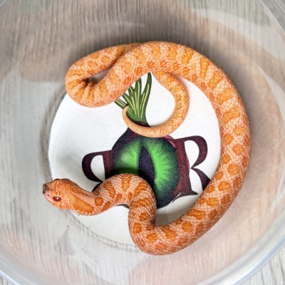 animal image