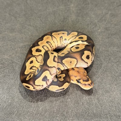 animal image