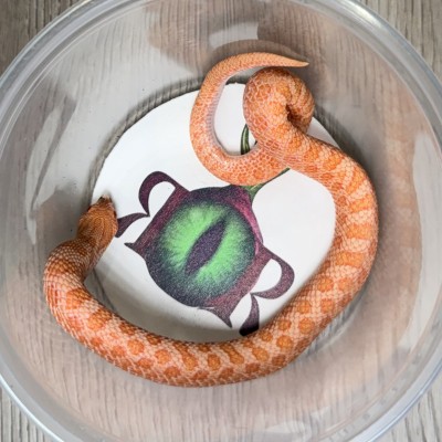 animal image