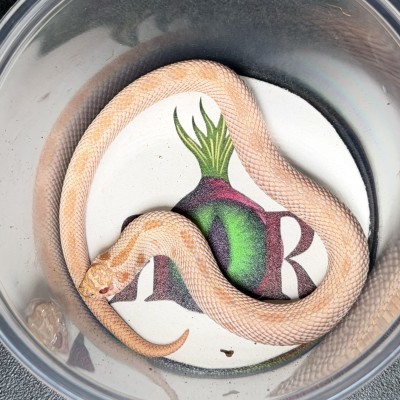 animal image