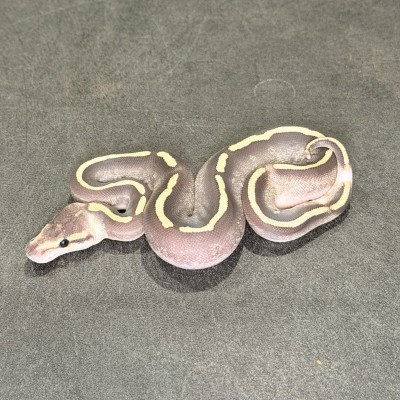 animal image