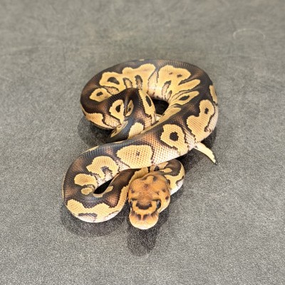 animal image