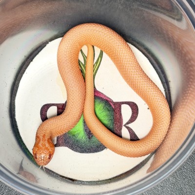 animal image