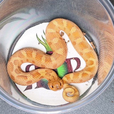 animal image