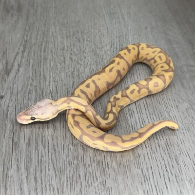 animal image