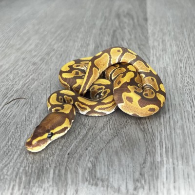 animal image