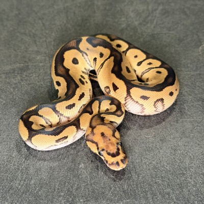 animal image