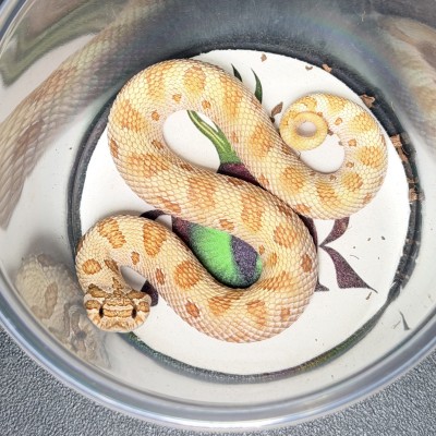 animal image