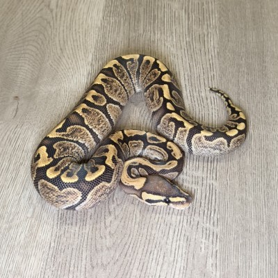animal image
