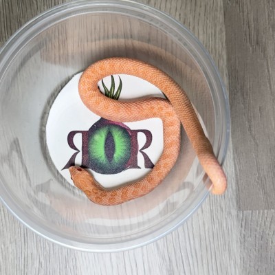 animal image