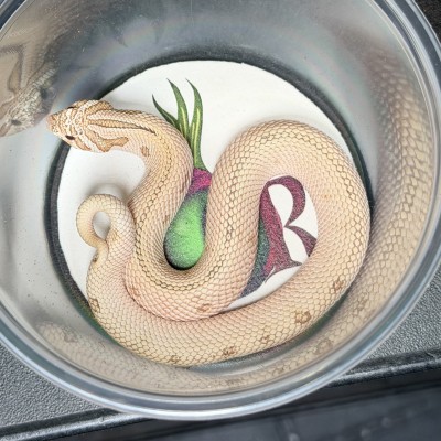 animal image