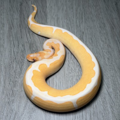 animal image