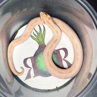 animal image