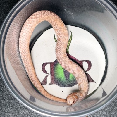 animal image