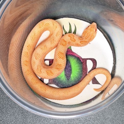 animal image
