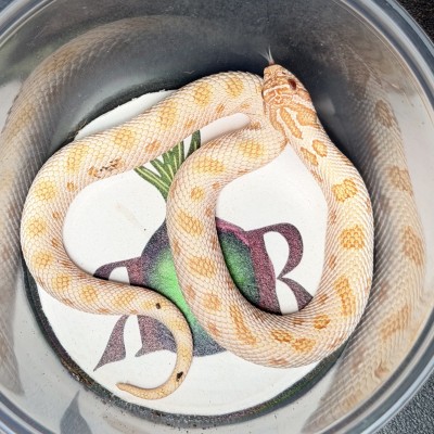 animal image