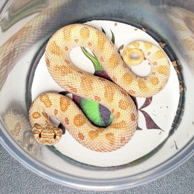 animal image