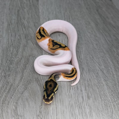 animal image